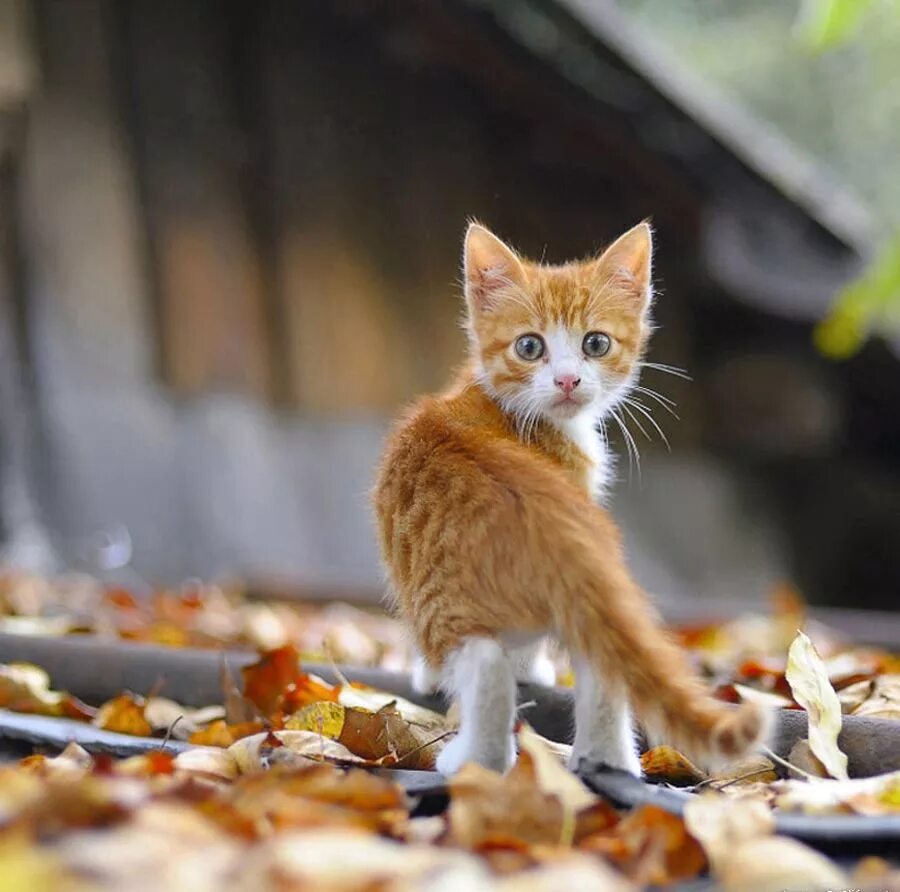 Животные чуть чуть. Рыжий котёнок. Рыжая кошка. Осенний кот. Котенок оранжевый.