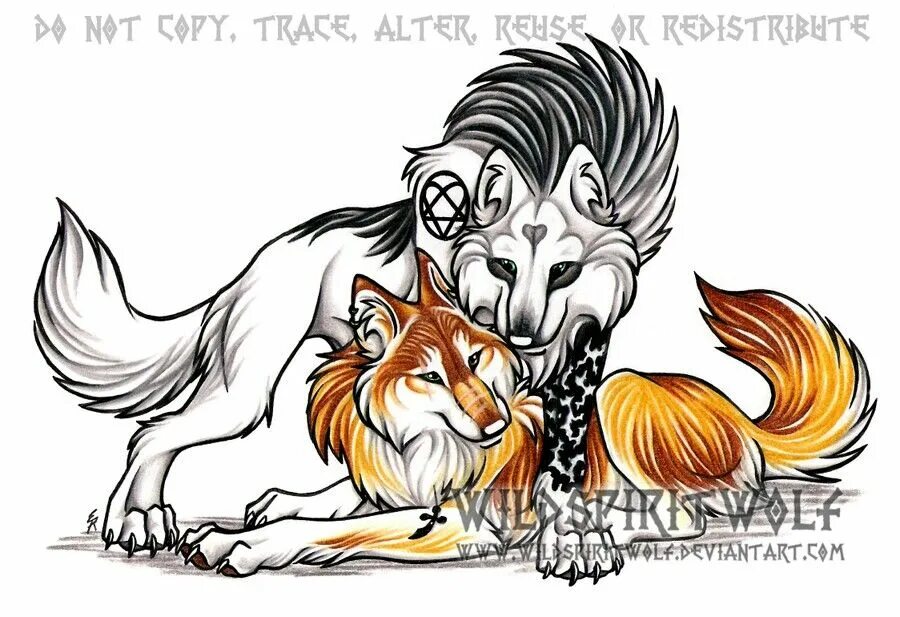 Тигр и лис. Волк и тигр. Лис волк лев. Волк и лев. Тигр лев и волк.