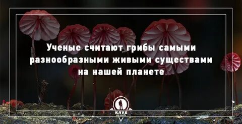 Факты про грибы для детей