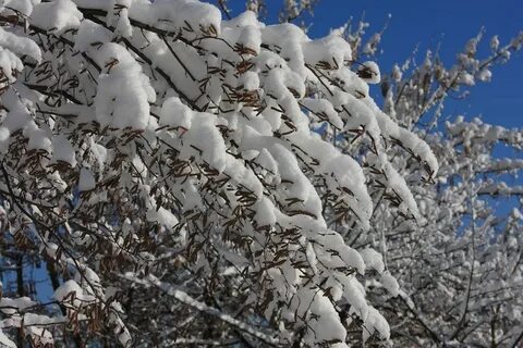 Деревья под снегом