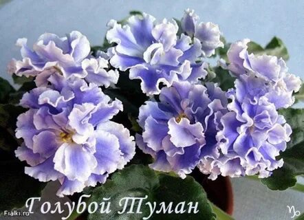 Цвет голубой туман