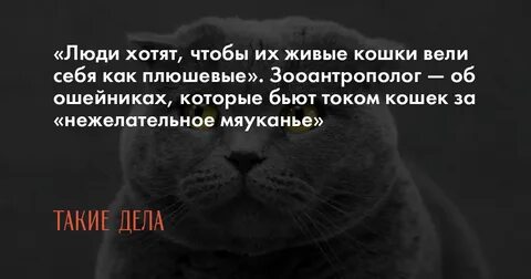 Я бью кошек