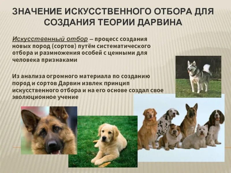 Роль искусственного отбора. Учение дарвина об искусственном отборе. значение для эволюции искусственного отбора дарвина. значение искусственного отбора. значение искусственного отбора для эволюции.