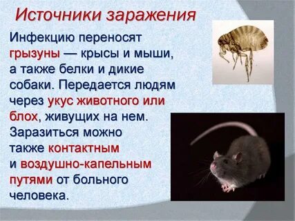 Чума грызунов