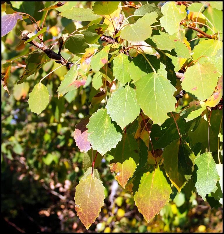 Осина. Populus tremula лист. Лист осины. Тополь дерево листья. Осина тип дерева