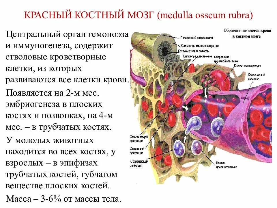 Кроветворные клетки красного костного мозга. Красный костный мозг функция кроветворения. Образование клеток крови в Красном костном мозге. Образование клеток крови в Красном костном мозге рисунок.