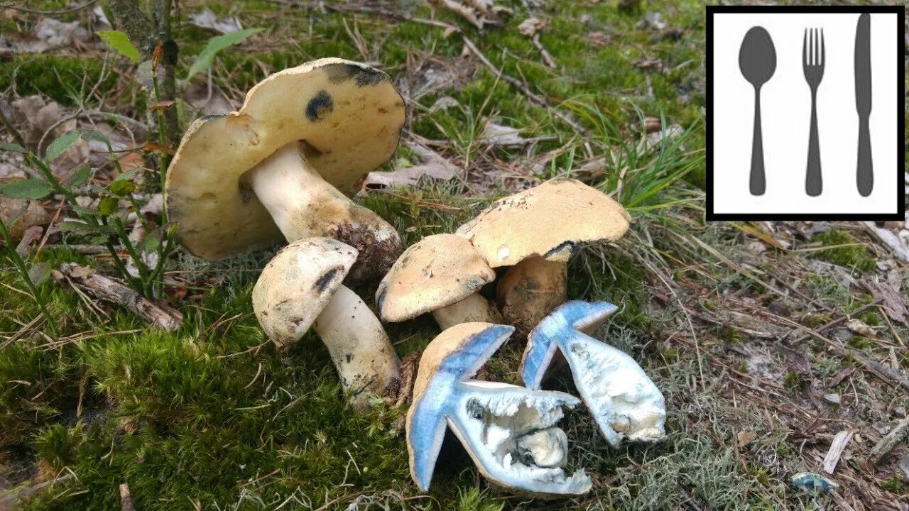 Гиропорус синеющий как готовить. Гиропорус синеющий (gyroporus cyanescens). гриб гиропорус синеющий. гиропорус синеющий съедобные грибы. дубовик синяк гриб.