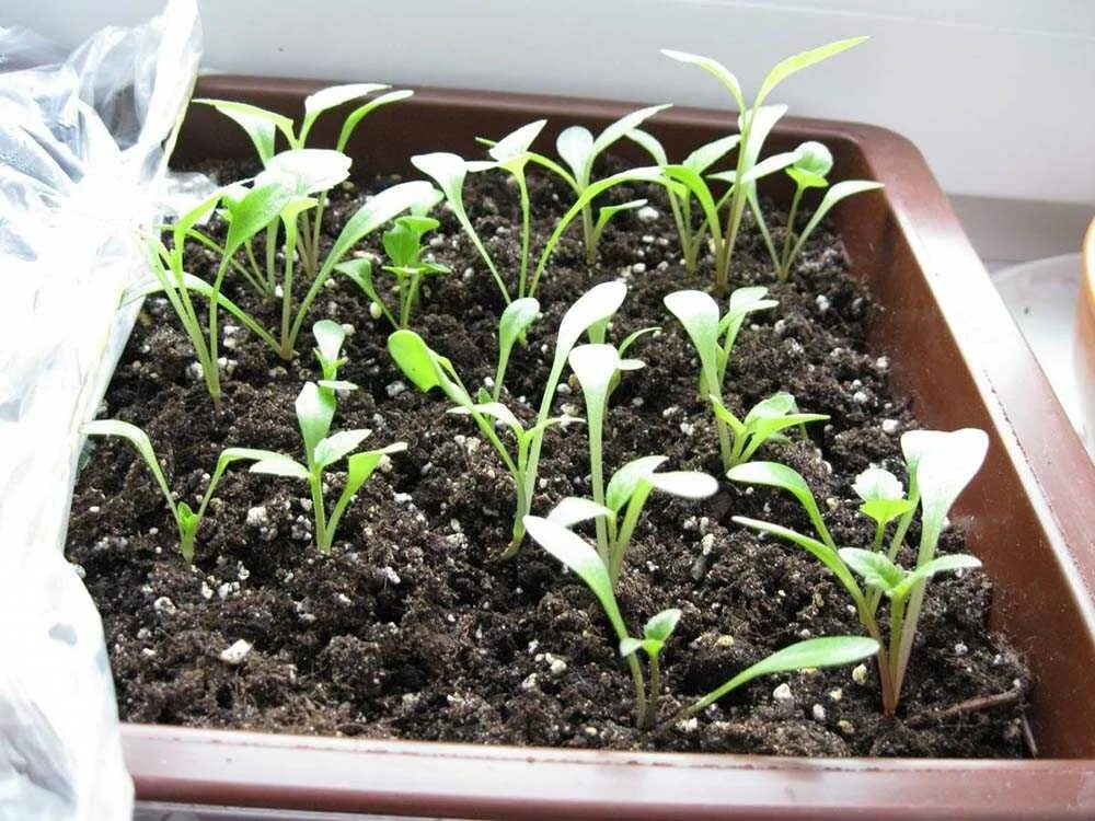 Георгины однолетние. Георгины из семян выращивание. Рассада георгин однолетники. Однолетние георгины всходы. Рассада георгин пикировка.