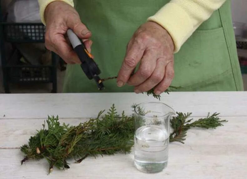 Как размножить можжевельник весной. Укоренить черенки туи. Как размножить можжевельник весной. Можжевельник обыкновенный размножение черенками. Размножение можжевельника черенками.