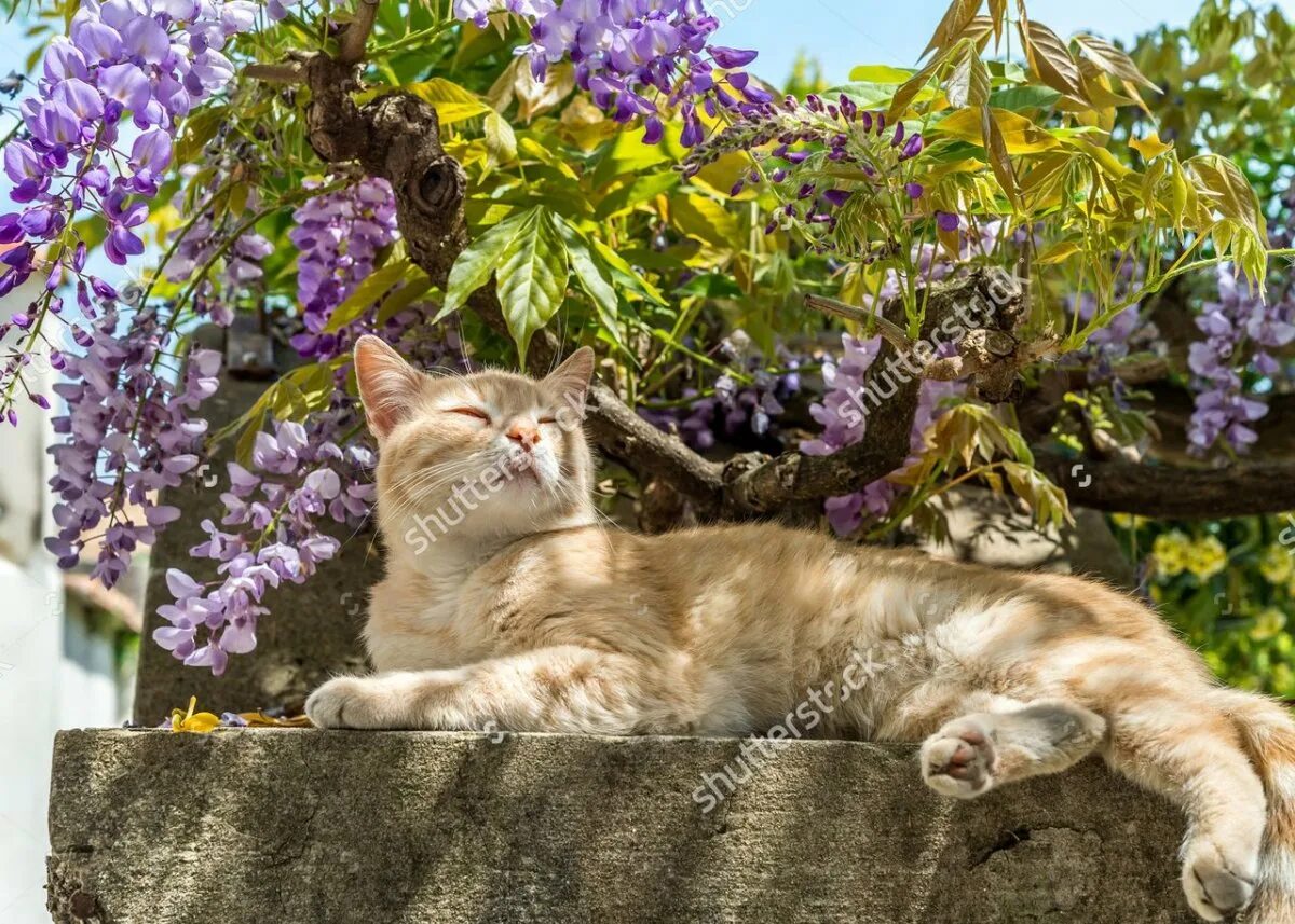 Кошки сиренью. Кошки весной. Весенние котята. Кошка в саду.