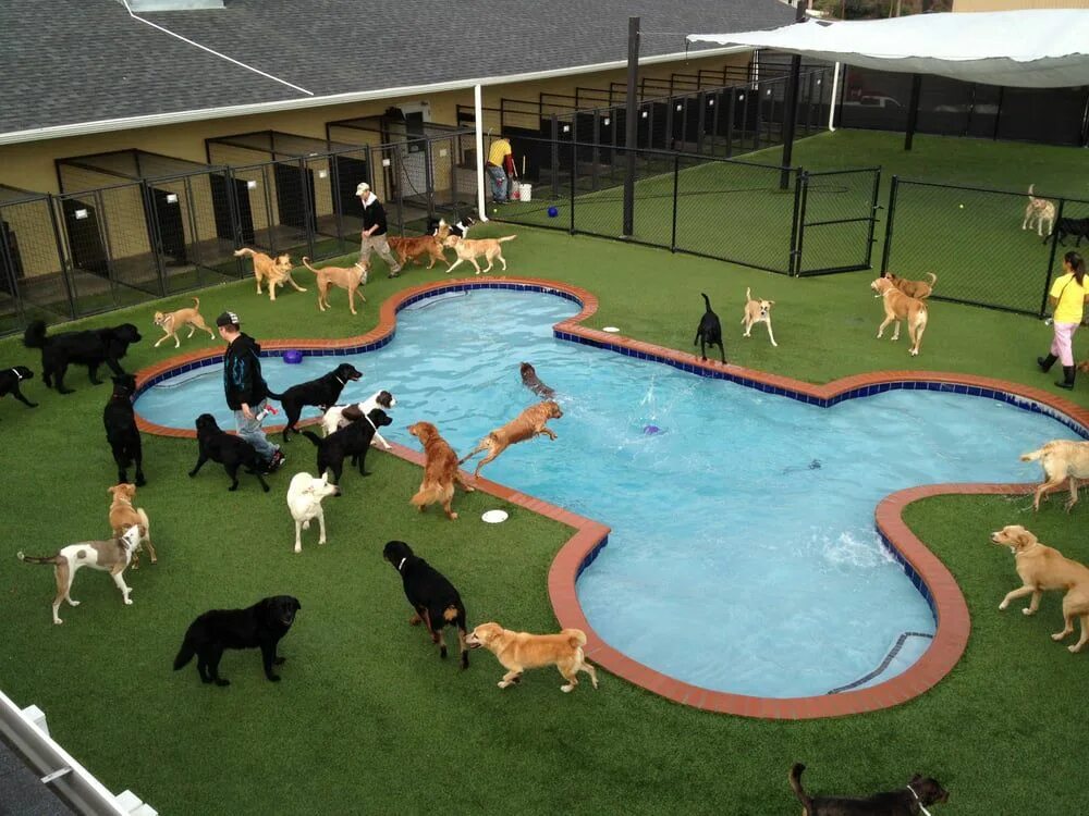 Dog village. Отель для животных. Парк для собак. Отель для собак. Площадки для собак в Америке.