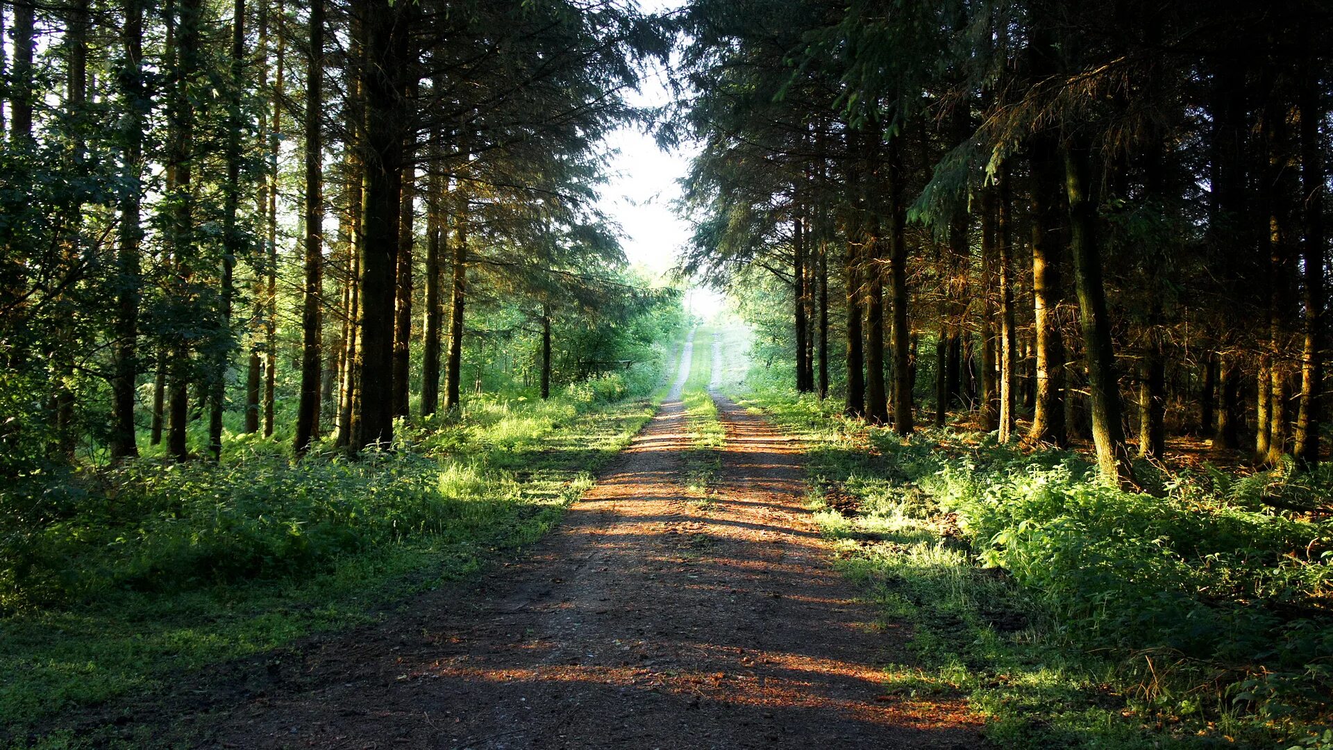 парк вечером. лес в городе летом. томилинский лесопарк. лес в городе летом. пейзаж парк лето.