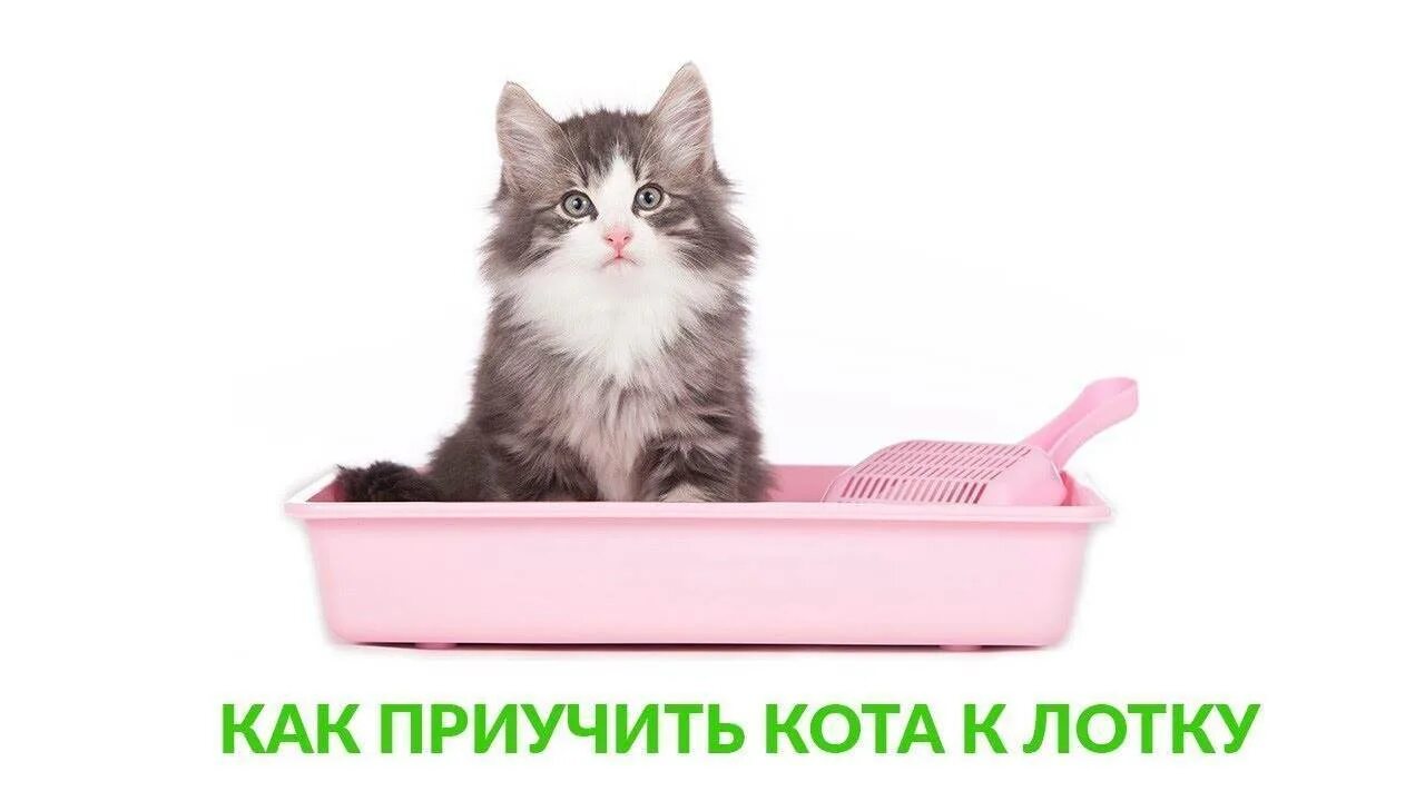 Лоток для котят. Кот в лотке. Кошачий лоток с решеткой. Приучить котенка к лотку. Частое мочеиспускание у кошки
