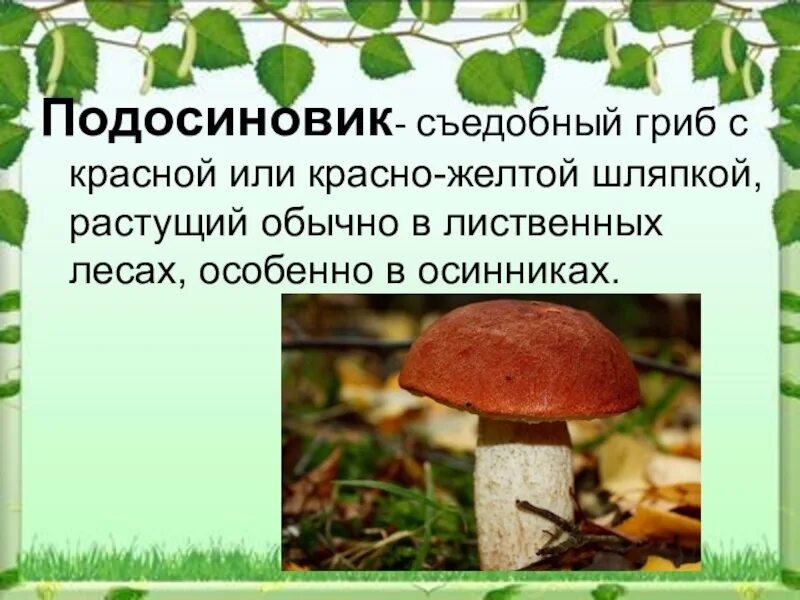 Подосиновик краткое описание. Съедобные грибы подосиновик. Доклад про гриб подосиновик. Доклад про подосиновик.