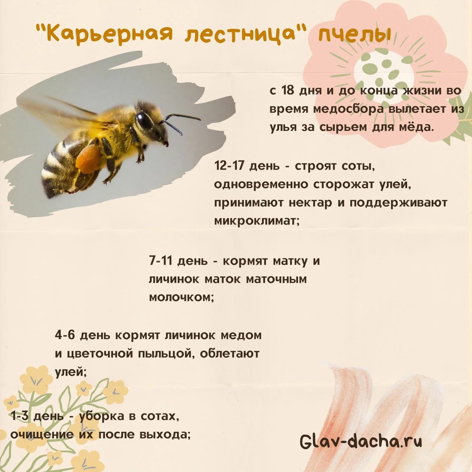 Как можно стать пчелой. Численность пчел. Все о пчелах. Интересное о пчелах. Продолжителлность жизни пчёл.