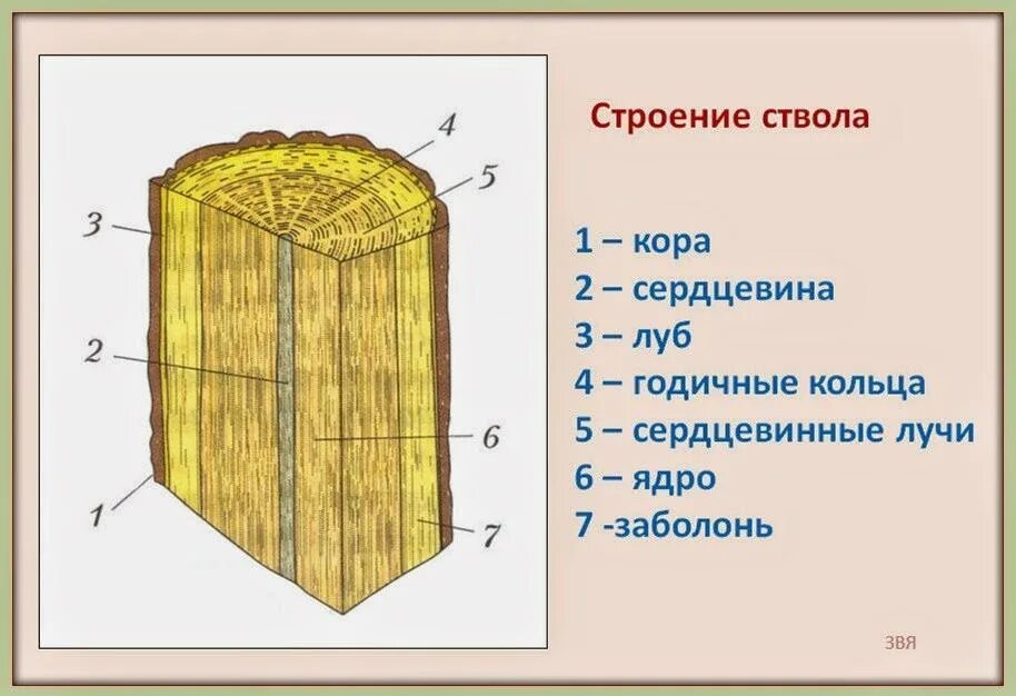 Зарисуйте срезы. Строение стебля дерева сердцевинные лучи. Строение древесного стебля рисунок. Строение ствола древесины.