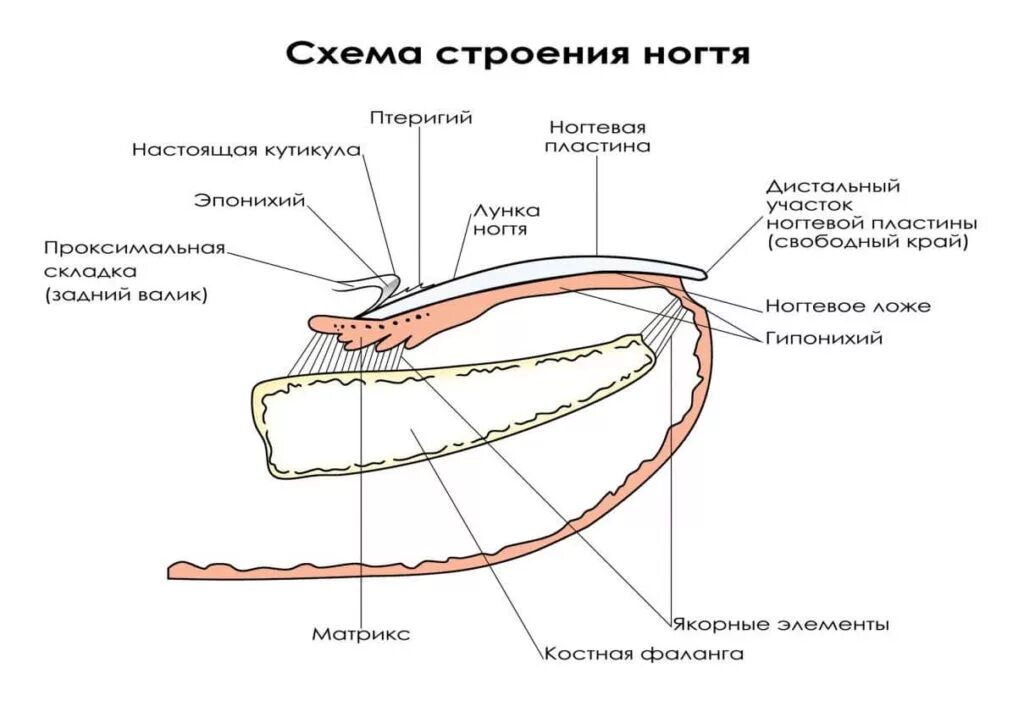 Строение ногтевой пластины. Слои ногтевой пластины для мастера маникюра схема. Строение ногтя для мастера. Строение ногтя и ногтевой пластины схема. Строение ногтевой пластины матрикс.