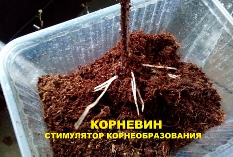 Субстрат черенков