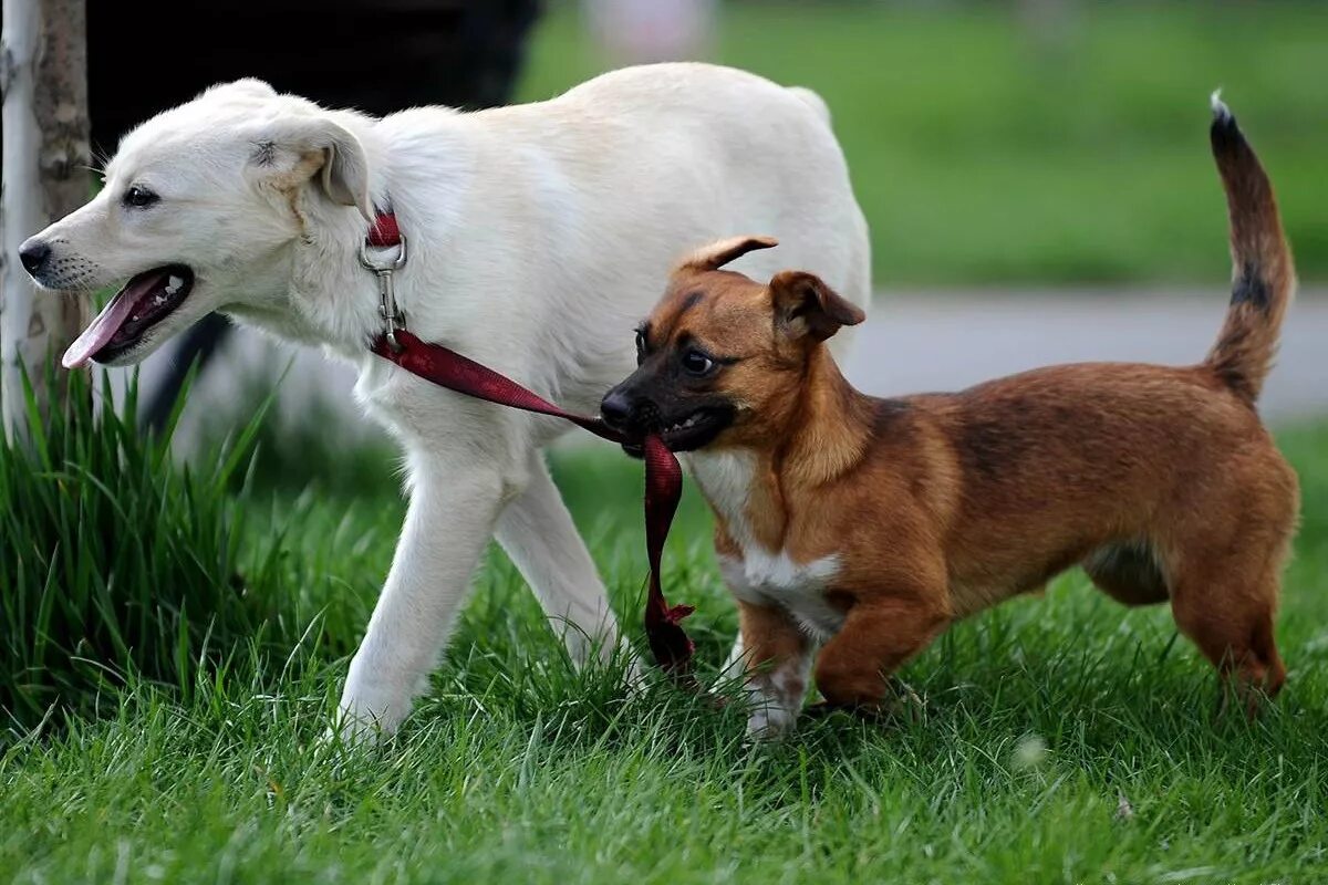 U dog. Old dog. Собака рычит. Прогулка с собакой. Эмоции животных радость.