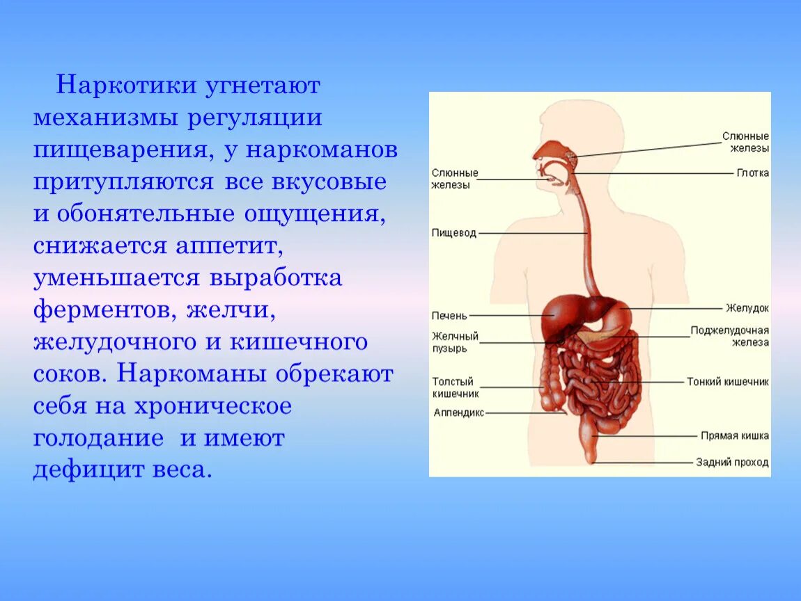 Влияние наркотиков на пищеварительную систему. Механизмы регуляции пищеварительной системы. Наркотики угнетают механизмы регуляции пищеварения. Пищеварение наркомана. Проблемы пищеварительной системы