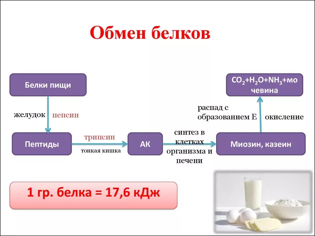 Мочевина продукт распада. Процессы обмена белков в организме. Схема этапов обмена белков. Схема обмена белка в организме. Схема обмена белков жиров и углеводов.