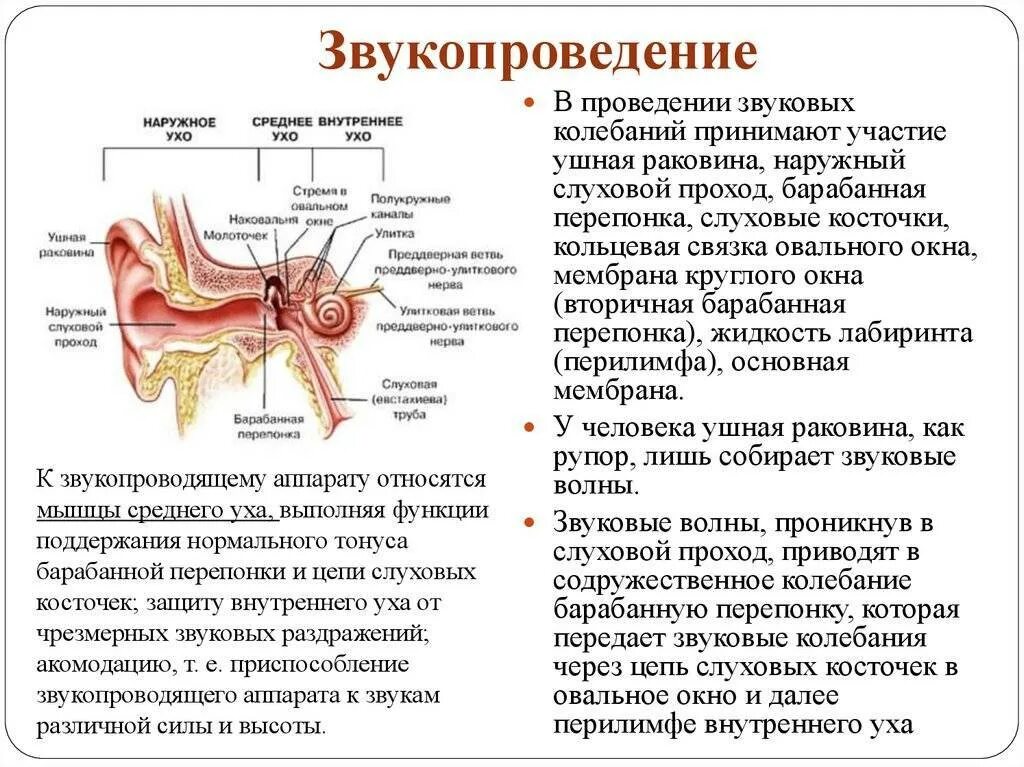 Уши звуко. К звукопроводящему аппарату слухового анализатора относят. слуховой анализатор внутреннее ухо функции. строение слухового анализатора среднее ухо. ухо человека строение и функции анатомия.