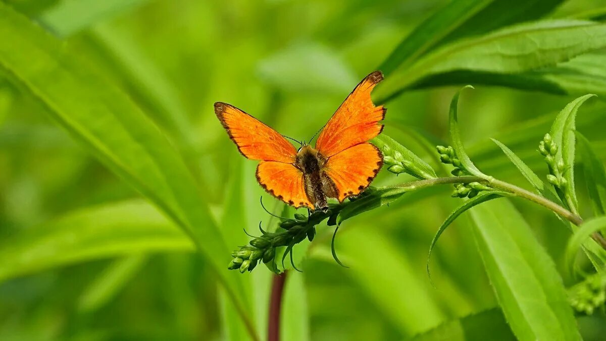дневная бабочка 7 букв сканворд