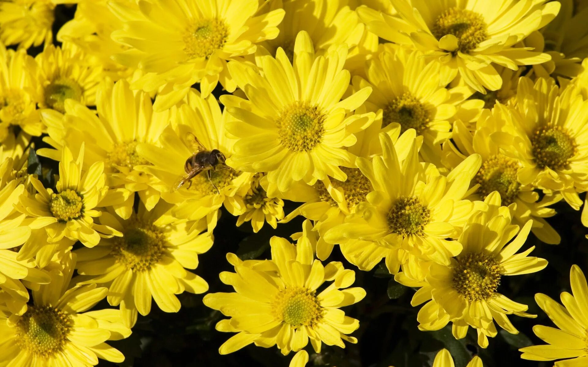 Yellow Dahlias Hd flower wallpaper, Beautiful flowers hd wallpapers, Flowers pho