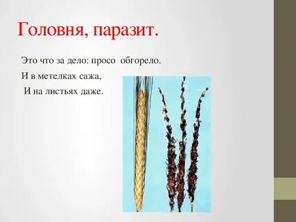 Тест по биологии 7 класс грибы паразиты