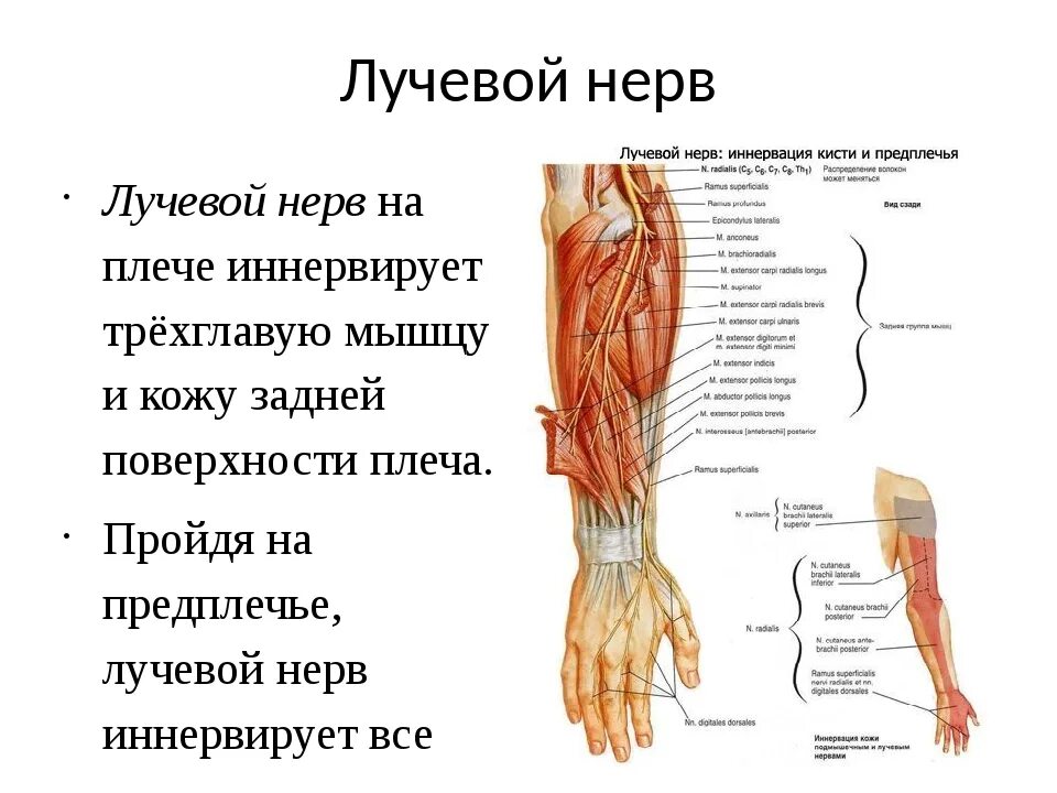 Область иннервации лучевого нерва. Анатомия лучевого нерва на предплечье. Мышцы предплечья и кисти, иннервируемые локтевым нервом. Топография мышцы предплечья задняя.