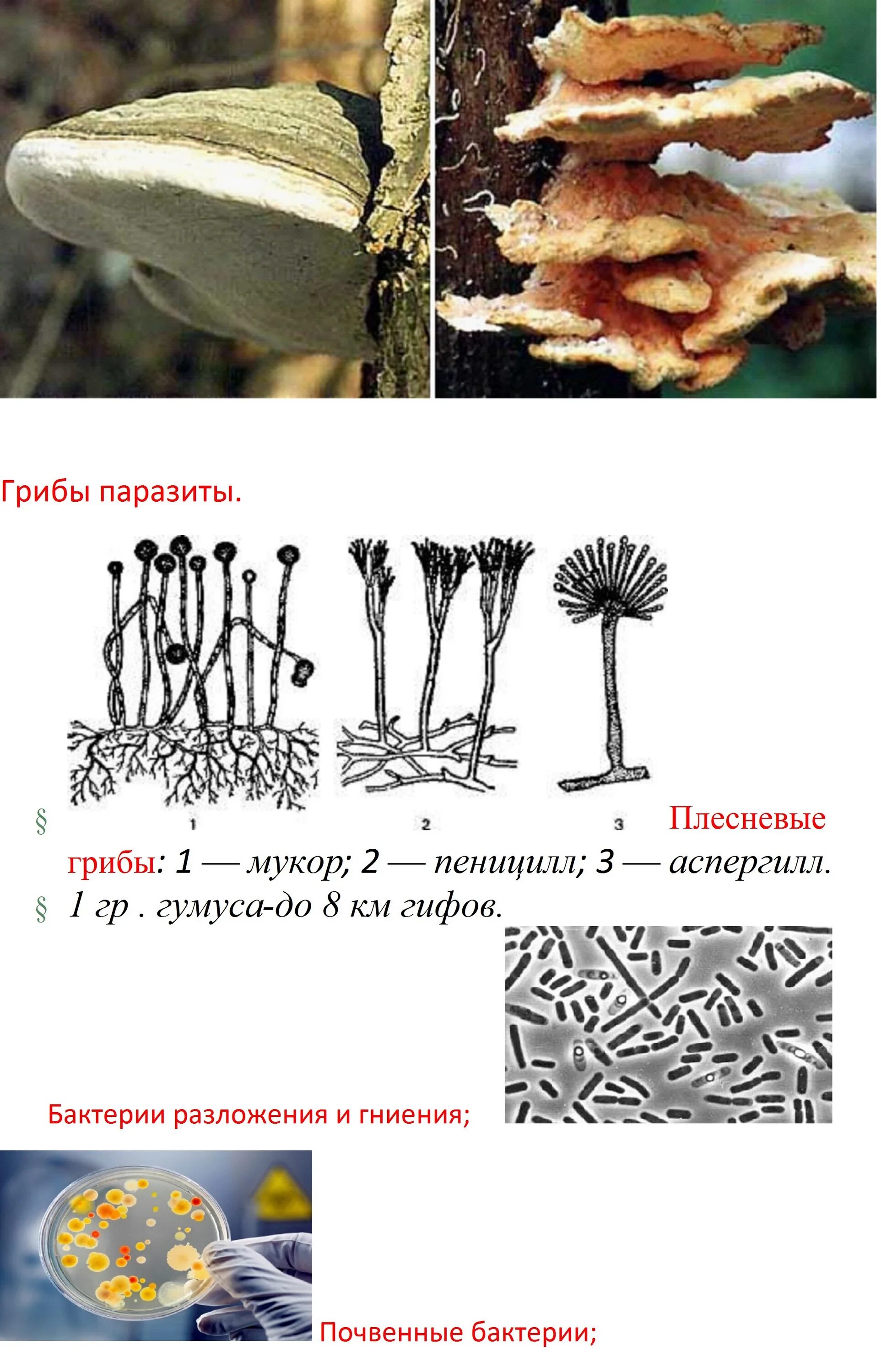 3 паразитических грибах. Строение гриба паразита 5 класс. Схема строения грибов паразитов. Строение грибов паразитов. Грибы паразиты строение.