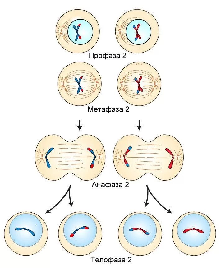 Первый этап деления клеток. Мейоз 2 деление. Мейоз 1 фазы схема. Фазы мейоза 2 деление. Мейоз 2 редукционное деление.