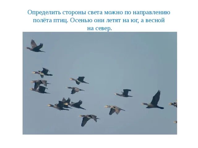 Максимальная высота полета птиц. Высота полета птиц таблица. Задания детям перелет птицы осенью. Сигналом к осеннему перелету птиц.