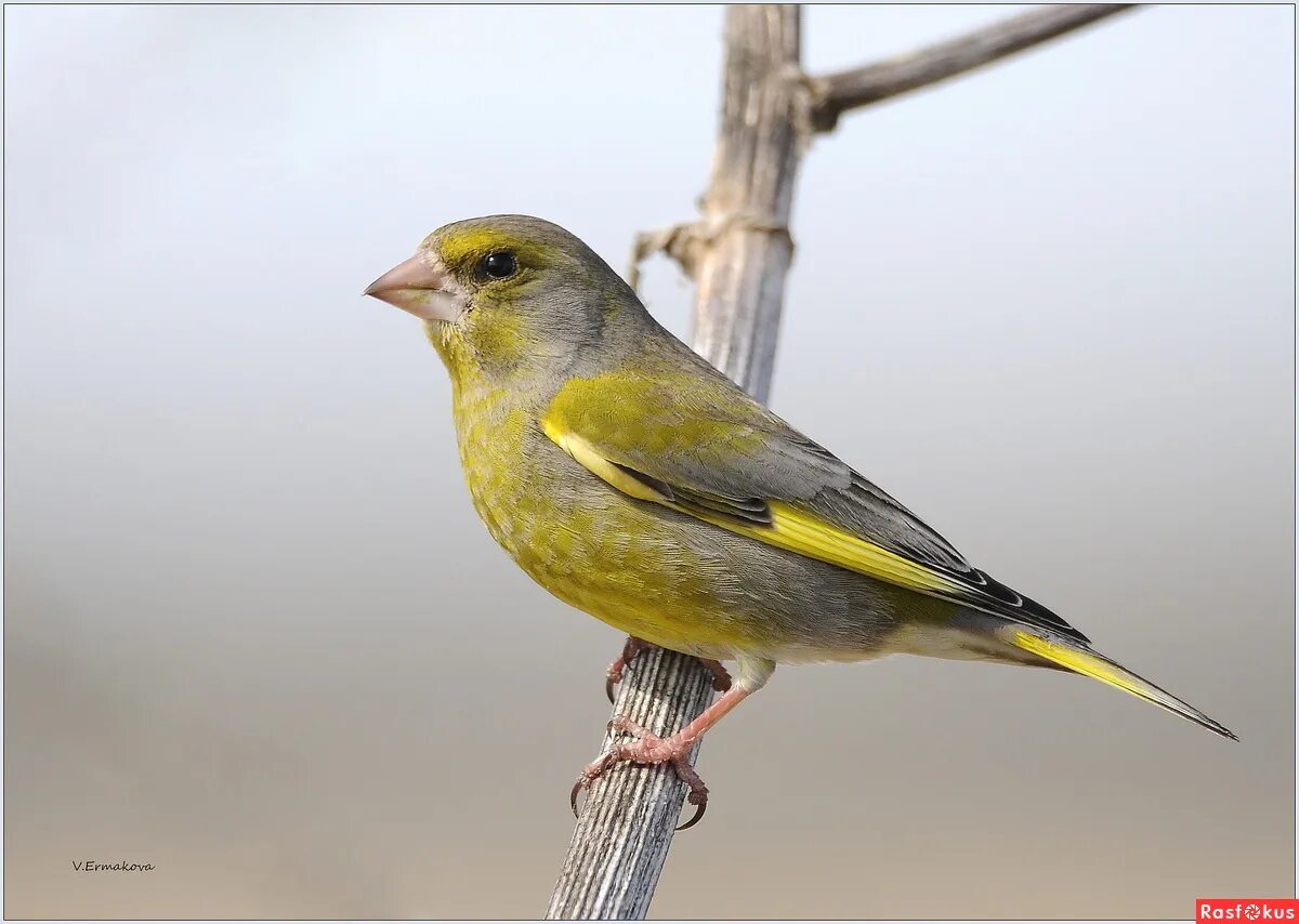 Как выглядит зеленушка. Зеленушка девочка. Зеленушка птица. Молодая зеленушка. Грядки с зеленушкой.