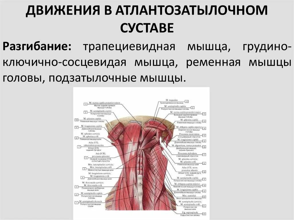 Мышцы приводящие в движение сустав. Подзатылочные мышцы шеи анатомия. мышцы действующие на атлантозатылочный сустав. мышцы атланто-затылочного сустава. суставы головы и шеи анатомия.