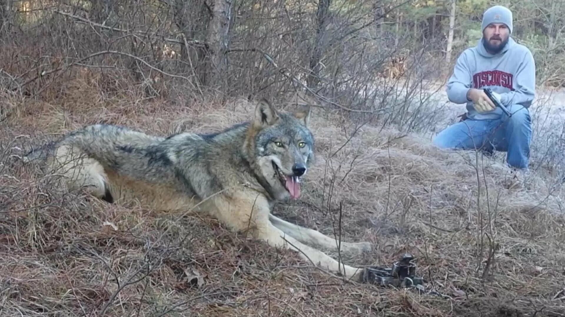 Самой большой волк в мире. Мосбахский волк. Самый гигантский волк в мире.