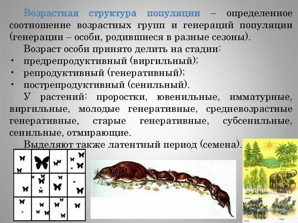 Характеристика популяций возрастная структура. Группы популяций разных видов.. Обновляющаяся популяция. Состав популяции. Пострепродуктивный Возраст популяции.