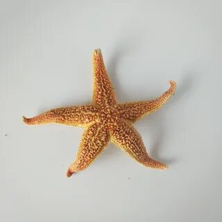 Высохшая морская звезда