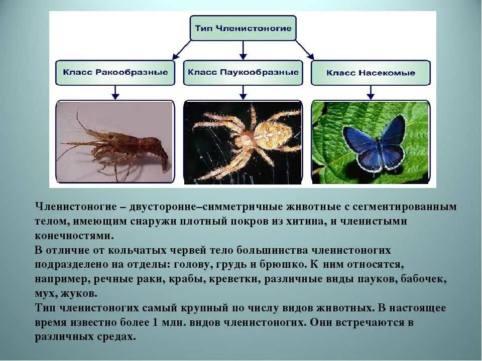 Покров ракообразных паукообразных насекомых. Тип Членистоногие. Насекомые биология. Класс насекомые многообразие. Тип Членистоногие класс насекомые.