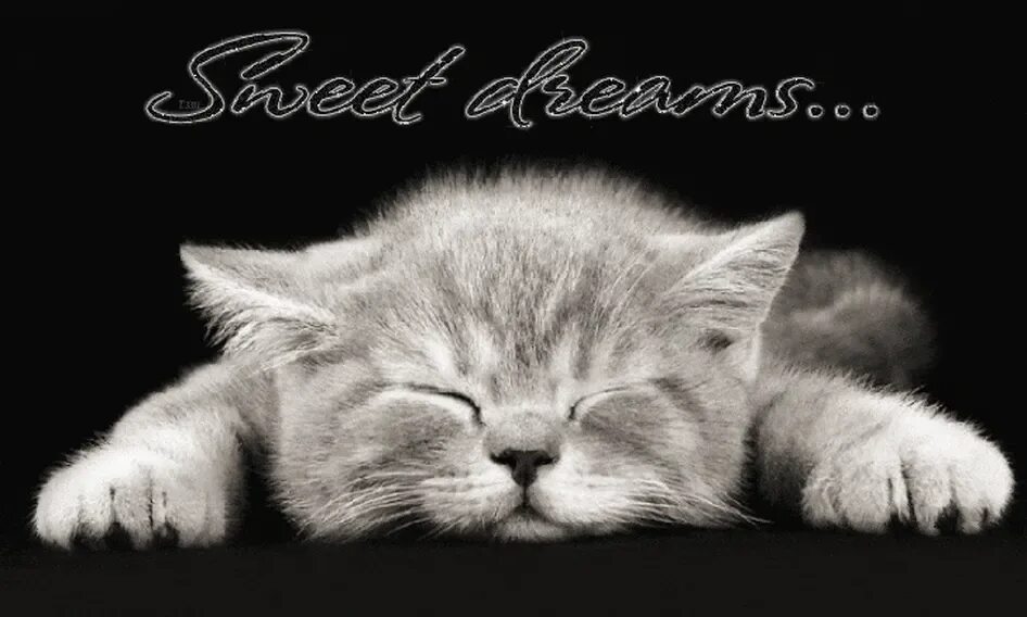 Спокойно ы. Спокойной ночи котики. Сладких снов котенок. Спокойный кот. Котенок. Спокойной ночи!.