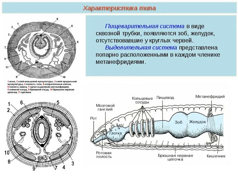 Дайте характеристику типу кольчатые черви. Кольчатые черви выделительная система. Тип выделительной системы кольчатых червей. У кольчатых червей есть выделительная система. Общая характеристика кольчатых червей.