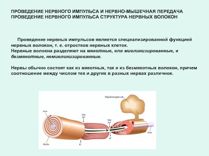 Преобразование нервного импульса. Проведение нервного импульса и нервно-мышечная передача. проведение импульса в мякотных волокнах. нервные волокна, типы, особенности строения и проведения импульса. проведение нервного импуль.