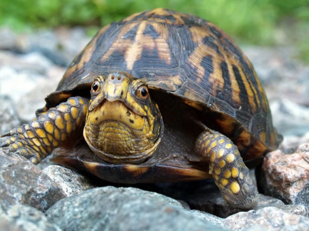 T turtle. Черепаха. Черепахи виды. Земноводная черепаха. Водные черепахи.