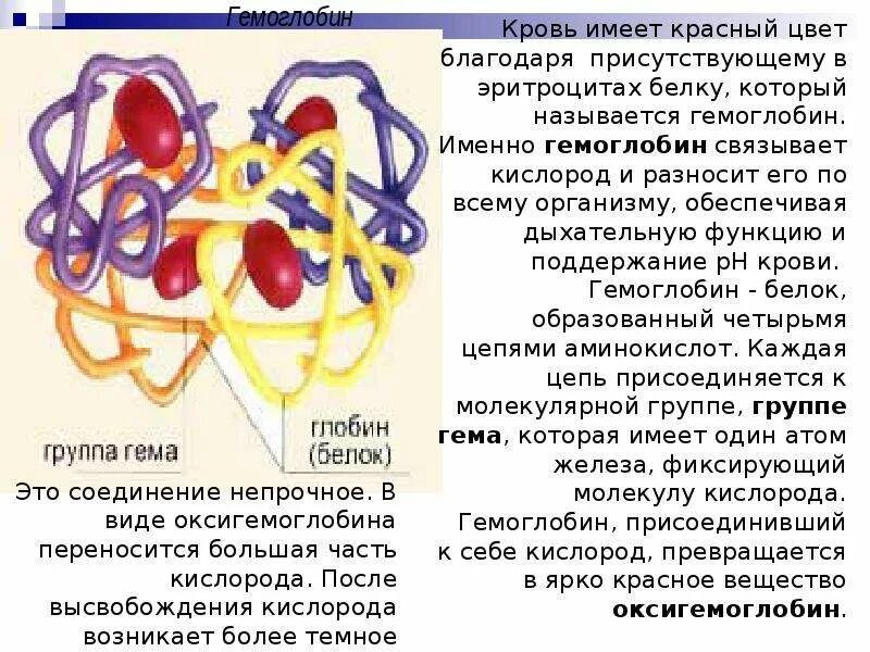 Гемоглобин какая ткань. Гемоглобин. Гемоглобин сложный белок. Гемоглобин состоит из. Гемоглобин присоединяет к себе.