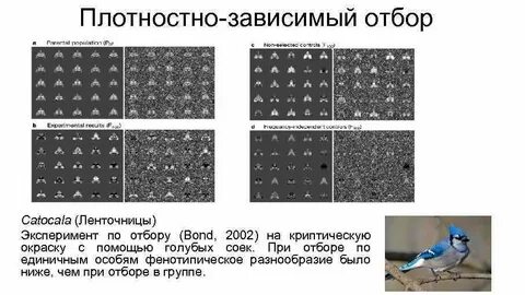 Фенотипический отбор