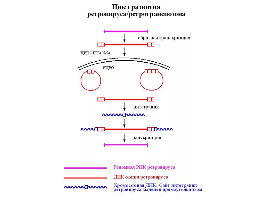 Цикл транскрипции. Механизм обратной транскрипции ретровирусов. Схема жизненного цикла ретровируса. Жизненный цикл ретровирусов схема. Механизмы репликации ретровирусов.