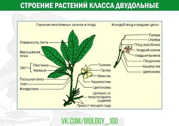 Строение растения 6 класс биология тест. Строение растений ЕГЭ биология. Строение цветка двудольных. Строение цветка у однодольных и двудольных растений. Строение цветка ЕГЭ биология.