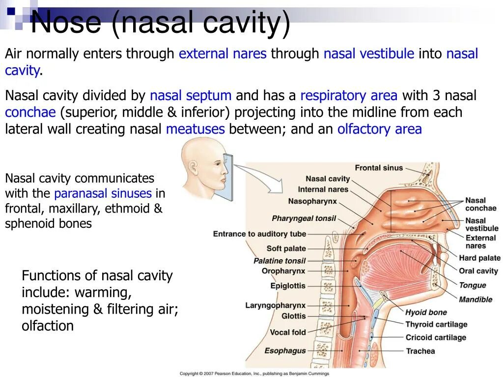 Moistening the Air in Nasal cavity.