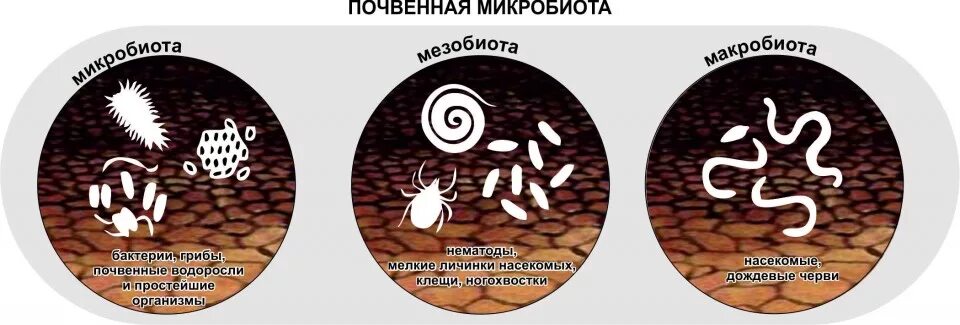 Микроорганизмы обитающие в почве относятся к группе. Почвенная Биота. Почвенная микробиота. Микроорганизмы в почве. Бактерии и микроорганизмы в почве.