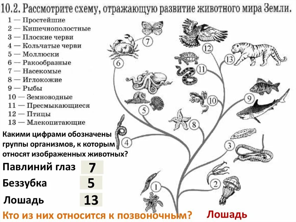 Группы организмов в биологии 7 класс. Схема развития животного. Эволюция животных схема.